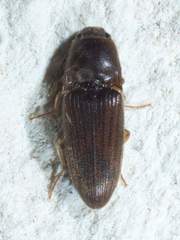 Conoderus falli