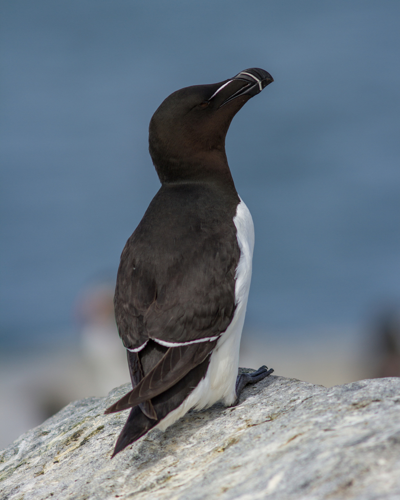 Razorbills