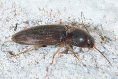 Conoderus falli
