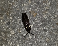 Ignelater havaniensis