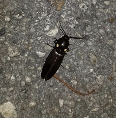 Ignelater havaniensis