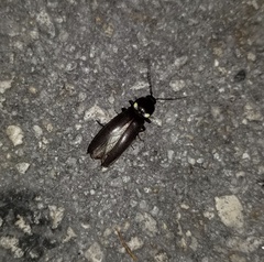 Ignelater havaniensis