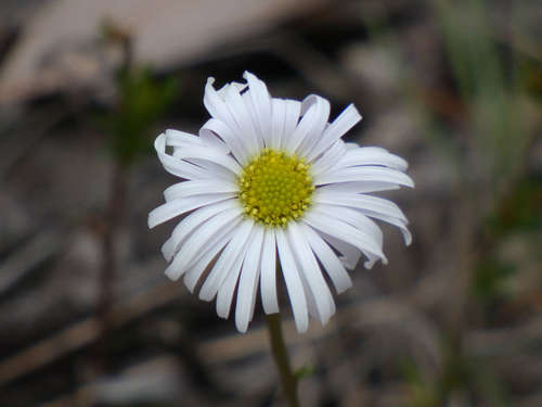 Image of Brachyscome graminea by (c) Thomas Nataprawira, some rights reserved (CC BY)