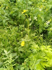 Doronicum austriacum