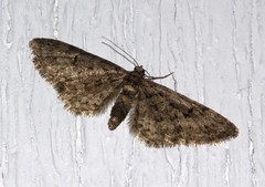 Eupithecia annulata