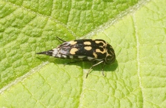 Hoshihananomia octopunctata