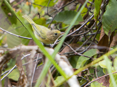 Pachysylvia aurantiifrons