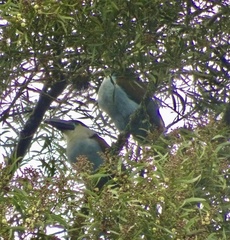 Andigena nigrirostris