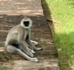 Semnopithecus priam thersites