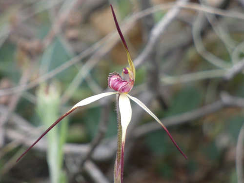 Image of Caladenia grampiana by (c) Thomas Nataprawira, some rights reserved (CC BY)