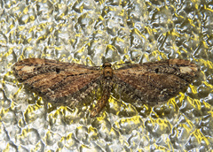 Eupithecia subapicata
