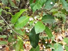 Chiococca pachyphylla
