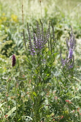 Veronica spuria