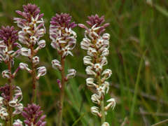 Stackhousia subterranea