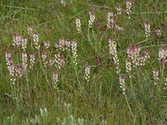 Stackhousia subterranea