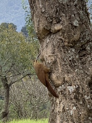 Xiphocolaptes promeropirhynchus