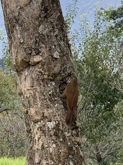 Xiphocolaptes promeropirhynchus