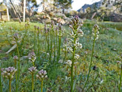 Stackhousia subterranea