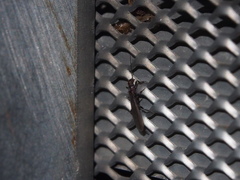 Oligotoma humbertiana