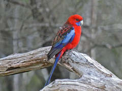 Platycercus elegans elegans