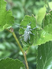 Saperda punctata
