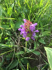 Prunella grandiflora