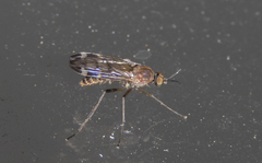 Sylvicola alternatus