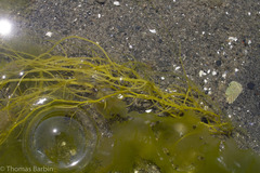 Gracilaria