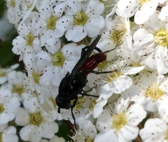 Chalcosyrphus piger