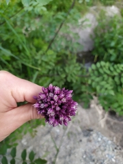 Allium rotundum