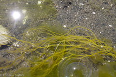 Gracilaria