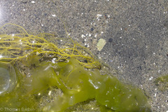Gracilaria
