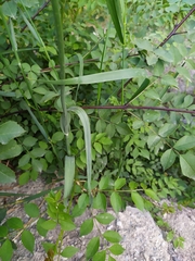 Allium rotundum