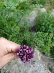 Allium rotundum