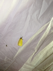 Setina roscida