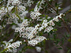 Thryptomene calycina