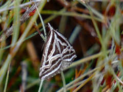 Dichromodes confluaria