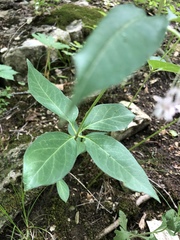 Asclepias quadrifolia
