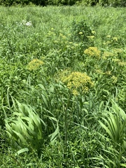 Polytaenia nuttallii