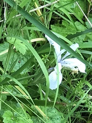 Iris fernaldii