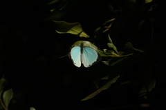 Nepheronia