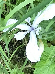 Iris fernaldii