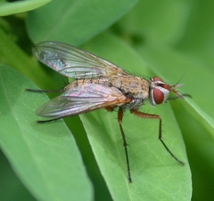 Cryptomeigenia