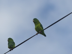 Forpus crassirostris