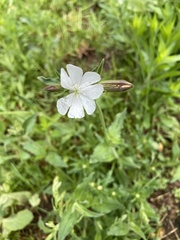 Behenantha