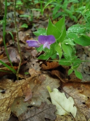 Lathyrus laxiflorus