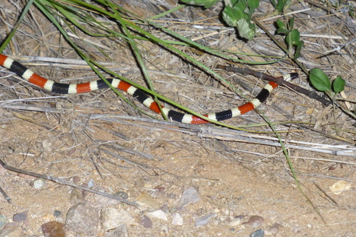 Photo of a Sonoran Coralsnake (Micruroides euryxanthus)