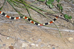 Micruroides euryxanthus