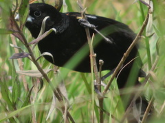 Euplectes albonotatus