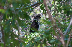 Micrastur semitorquatus